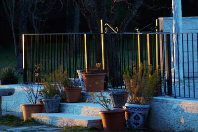 Potted plants on table in yard