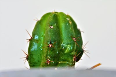 Close-up of succulent plant against white background