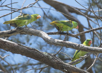 Low angle view of parrot perching on tree