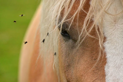 Close-up of horse