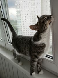 Cat looking through window at home