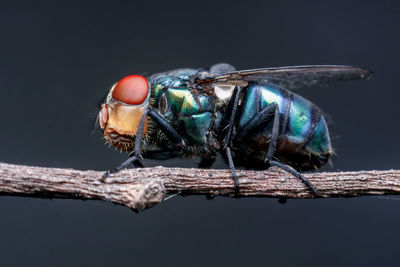 Close-up of flies on a leaf