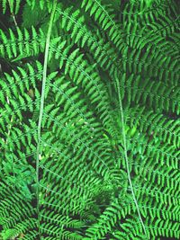 Full frame shot of fern leaves