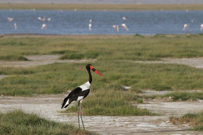 View of stork on sand pool