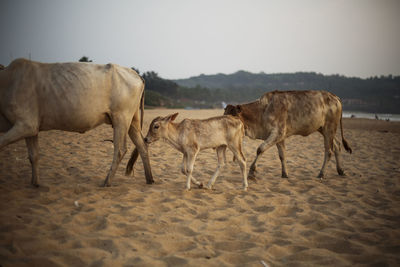 Horses standing on sand against sky