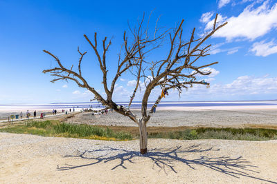 Bare tree on beach against sky