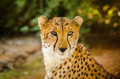 Close-up of cheetah looking away