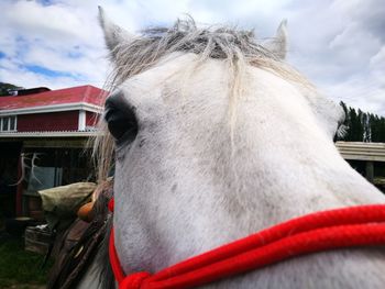 Close-up of a horse