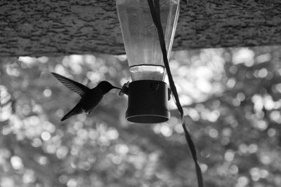 Close-up of bird flying by feeder