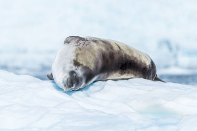 Crabeater seal lying asleep on ice floe