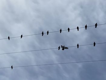 Low angle view of birds perching on cable