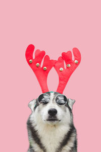 Close-up portrait of a dog against red background