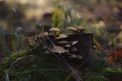 Close-up of mushroom on field