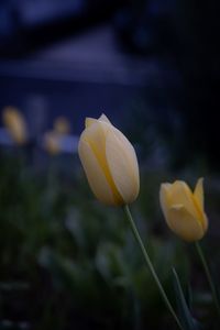 Close-up of yellow flowering plant