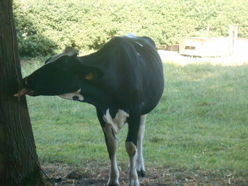 animal