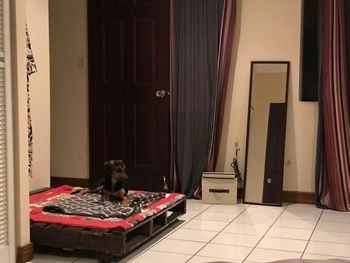 Portrait of cat sitting on floor at home