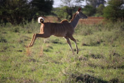 Horse on field