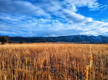 Scenic view of agricultural field against sky