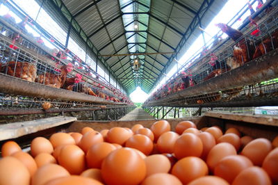 Harvesting chicken eggs is still in the breeder's cage