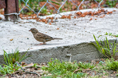 Bird perching on a field