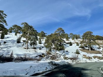 Trees on snow covered land against sky