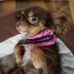 Close-up of dog sitting