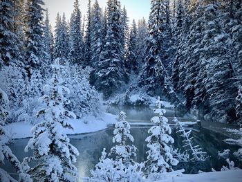 Snow covered pine trees in forest during winter