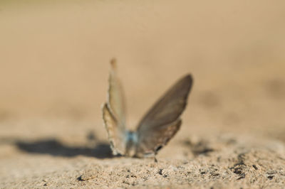 Close-up of butterfly on sand