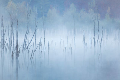 Foggy morning with a wild natural lake in autumn season.