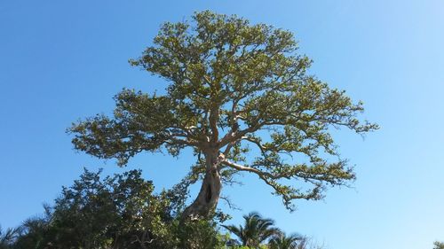 Low angle view of trees against clear blue sky