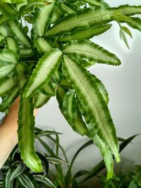 Close-up of fresh green leaves