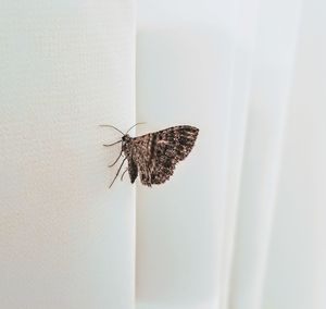 Close-up of butterfly on white wall