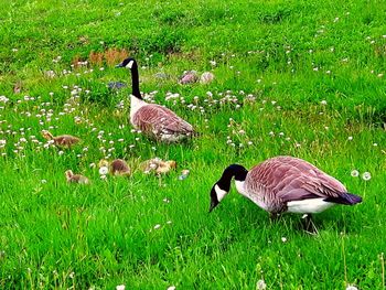 Ducks on grassy field