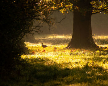 View of birds on land