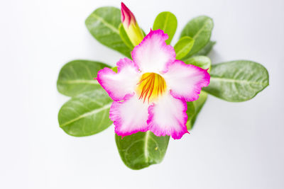 Close-up of pink flower over white background