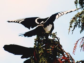 Low angle view of birds flying against the sky