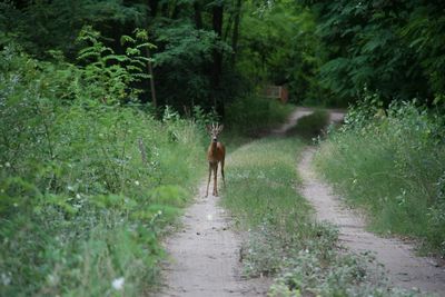 Rear view of horse walking on footpath