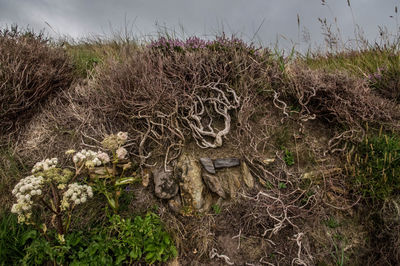 High angle view of plants on field against sky