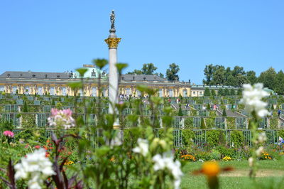 Flowering plants in city against clear sky