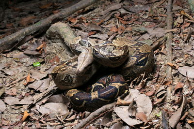 High angle view of snake on field