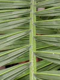 Full frame shot of palm leaf