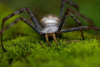 Closeup of signature spider on moss