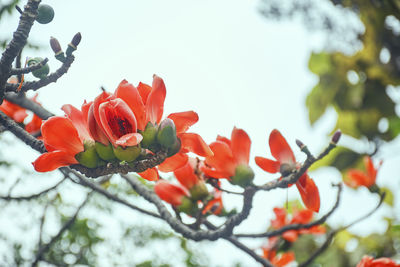 Low angle view of red flowering plant