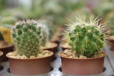 Close-up of succulent plants 