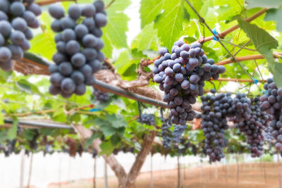 Low angle view of grapes growing in vineyard