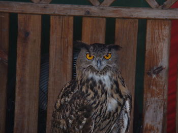 Close-up portrait of owl on wood