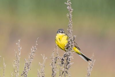 Close-up of bird perching on plant