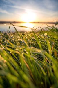 Scenic view of field against sky at sunset