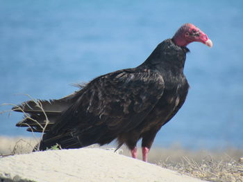 Close-up of bird perching on a field