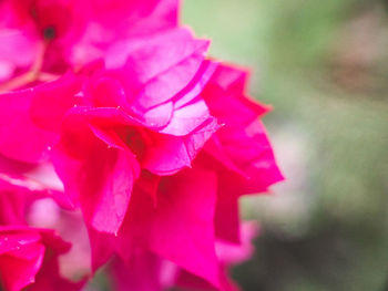 Close-up of pink rose flower